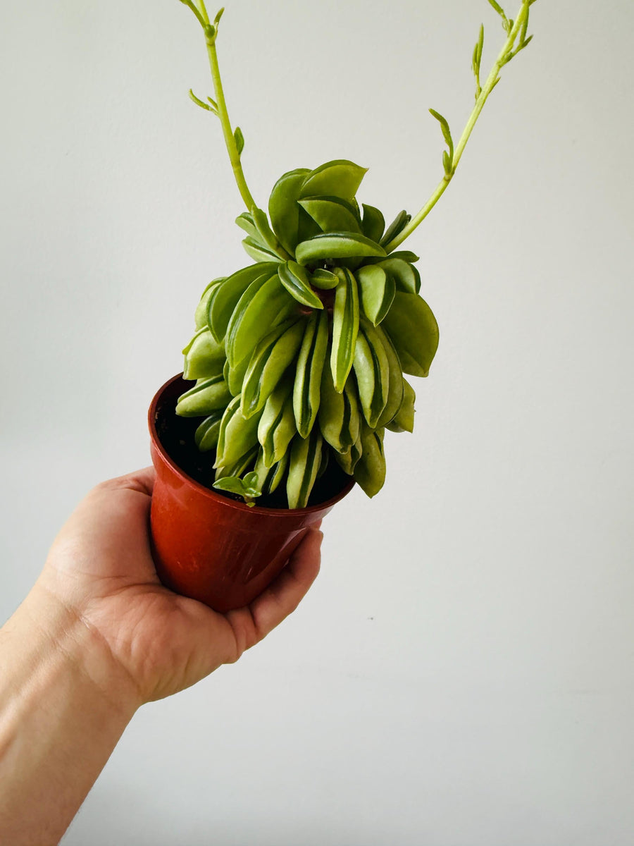 taco plant succulent Peperomia Taco Verde