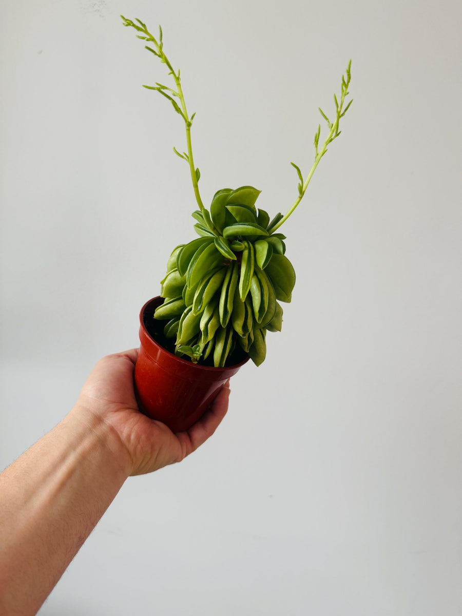 taco leaf succulent Peperomia Taco Verde