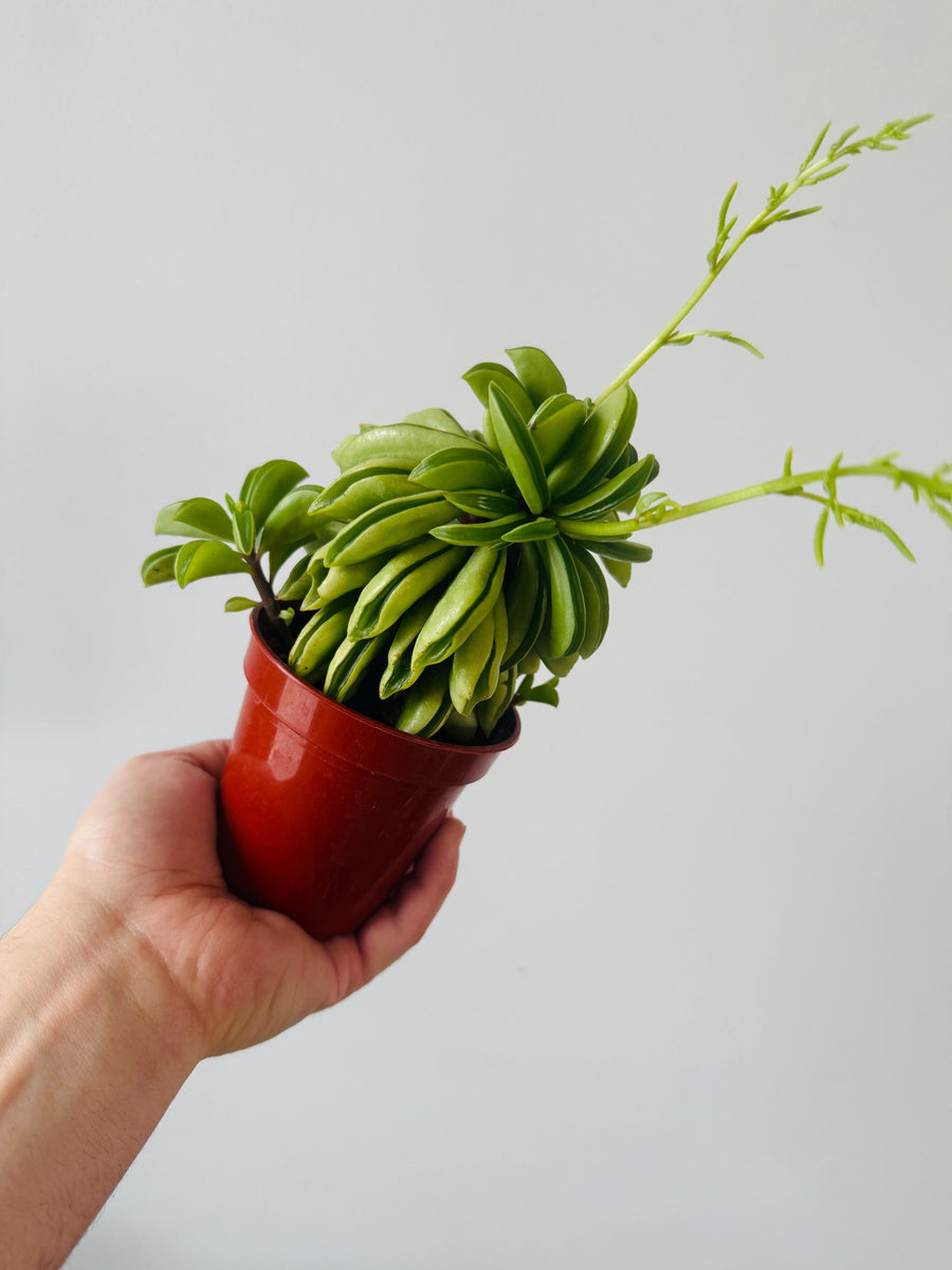 taco succulent Peperomia Taco Verde