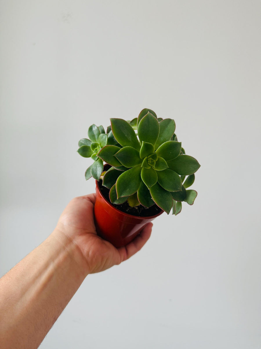 Pinwheel Plant - Aeonium Hawthorii