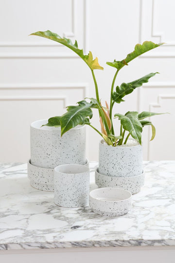 Saltpoint Planter