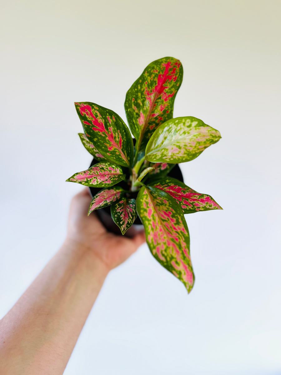 Aglaonema 'Valentine' - 4