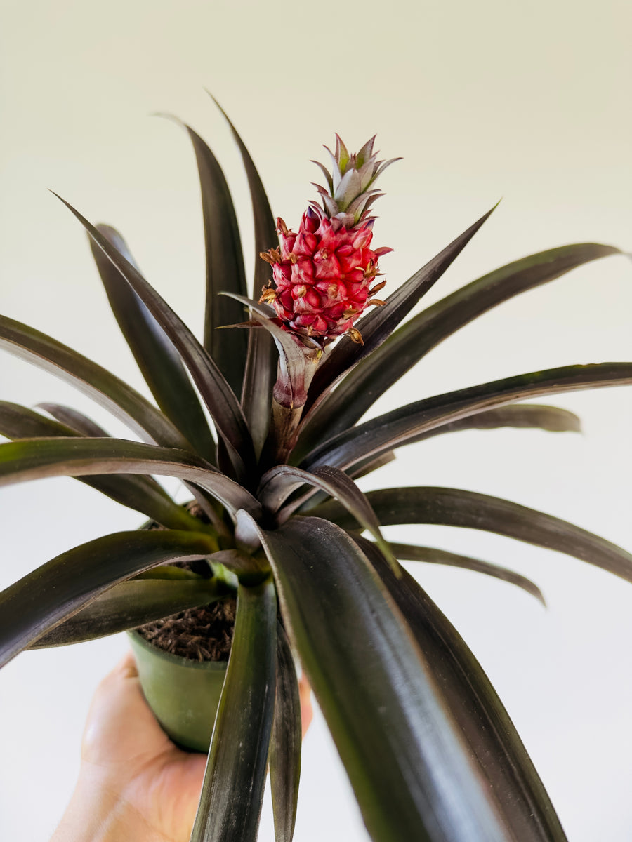 Red Pineapple Plant - 5