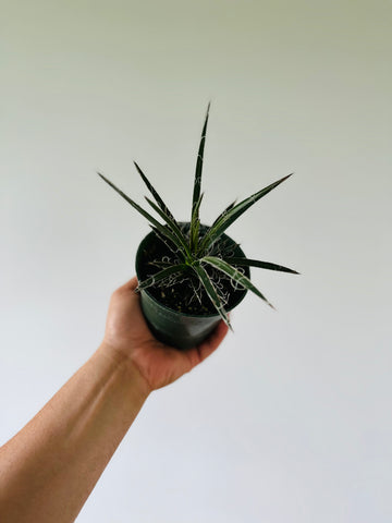 Hairy Agave - Multifilifera Agave  - 4