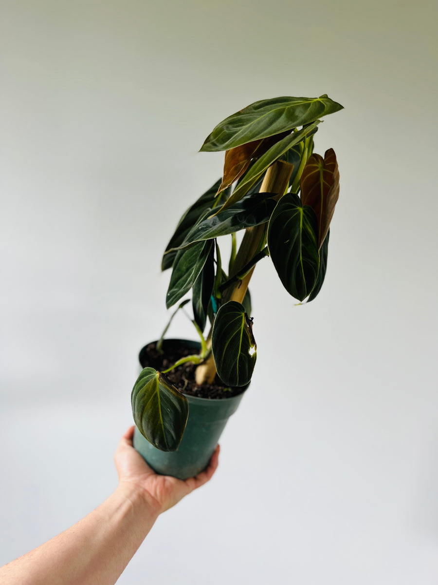 Philodendron Melanochrysum - Grown on Totem - 6