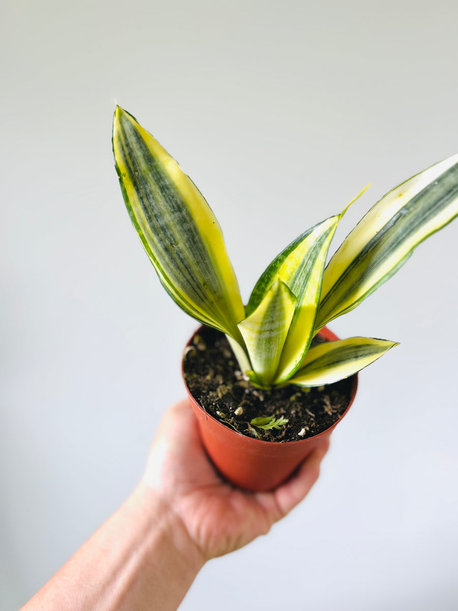 Gold Dust Sansevieria - Rare Snake Plant - 4