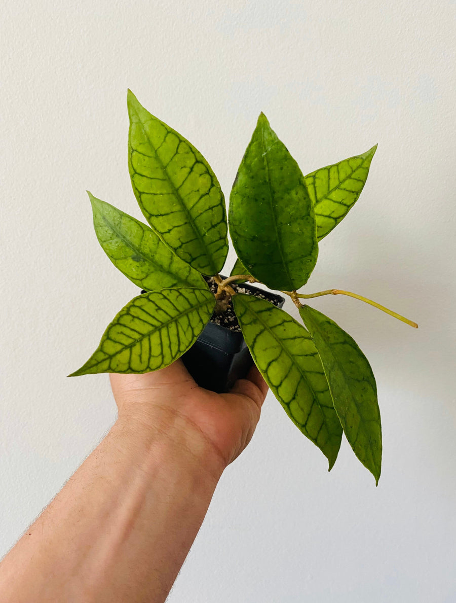 Hoya Callistophylla - Crocodile Hoya - 4” Pot