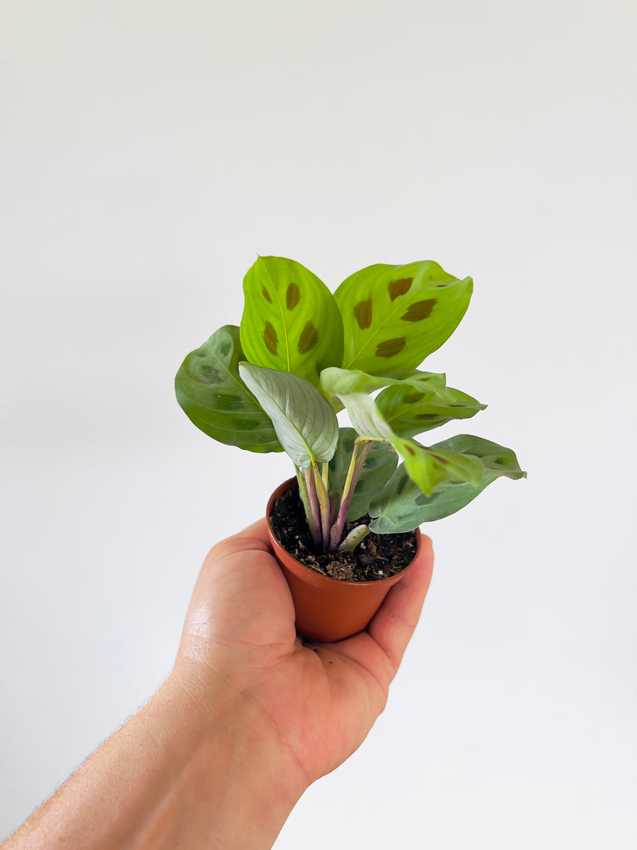 Maranta Leuconeura - Green & Black Prayer Plant - 2” Pot