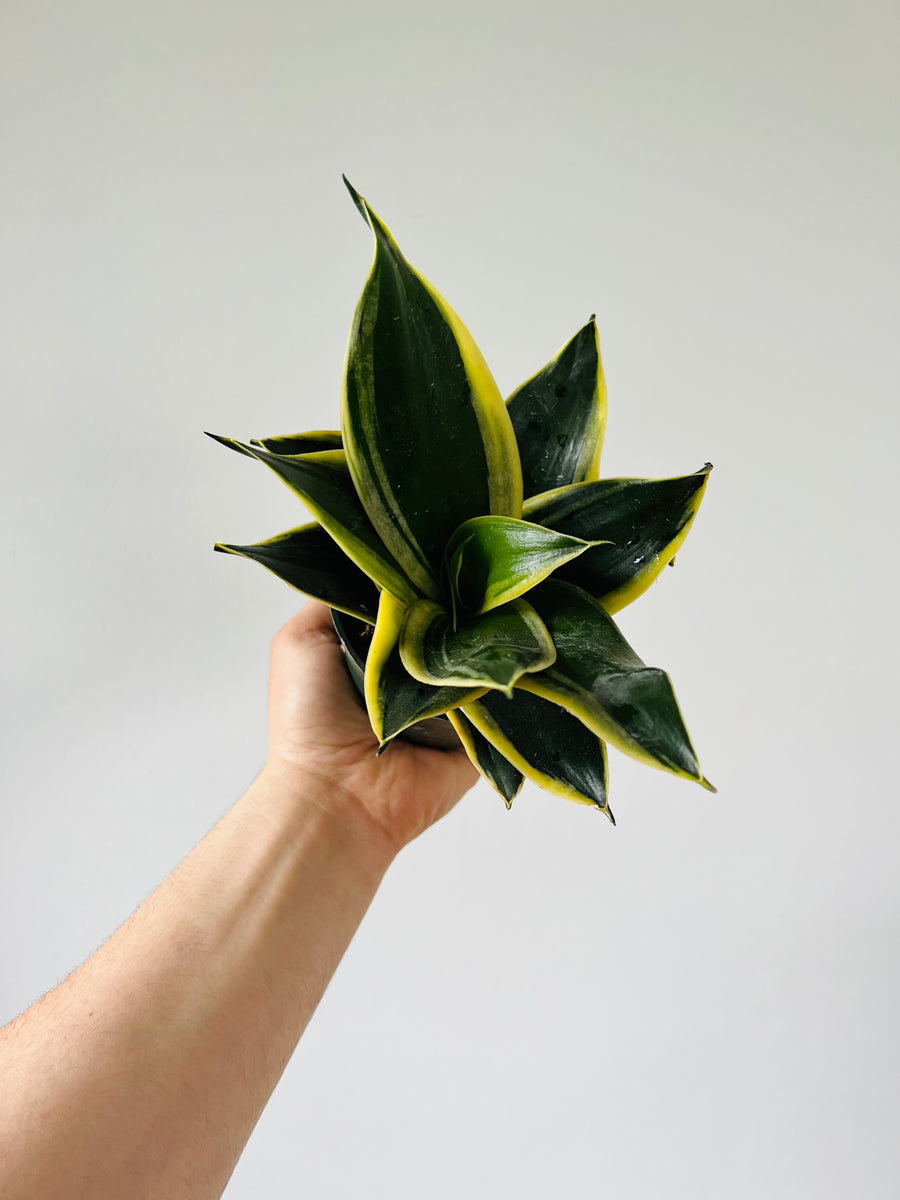 snake plant dark Dark Star Sansevieria - Snake Plant
