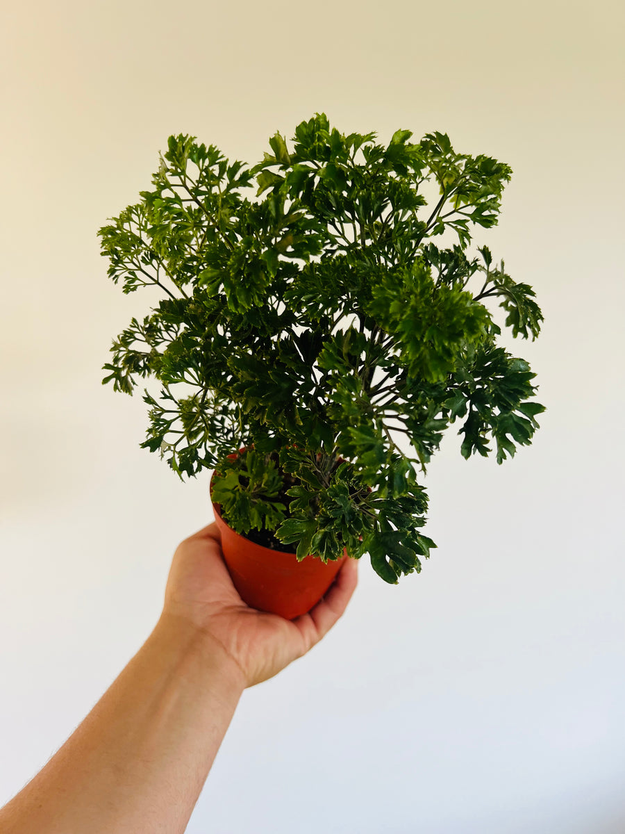 Elegantissima Stump - False Aralia  - 4