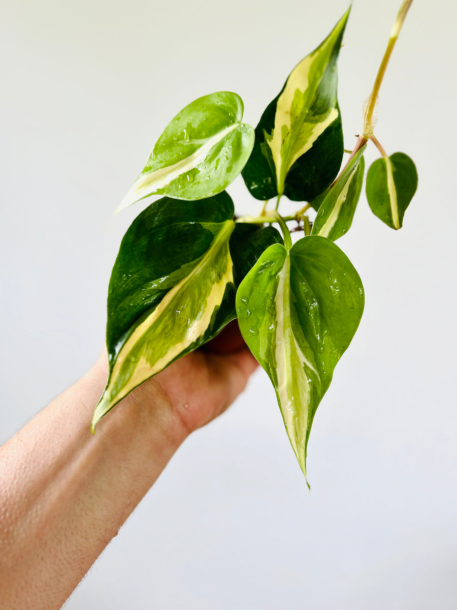 cream variegated philodendron Philodendron hederaceum 'Cream Splash'