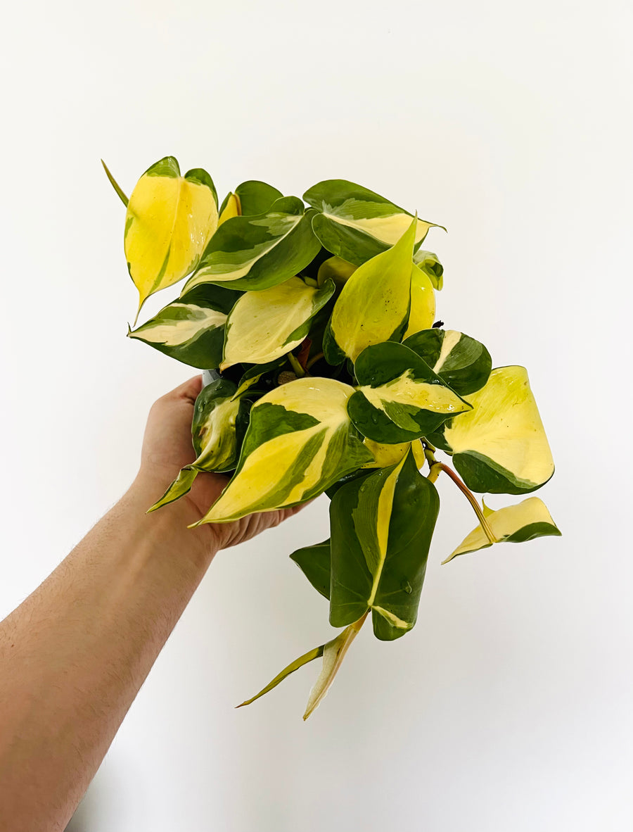 Philodendron Carnival Sport - 4