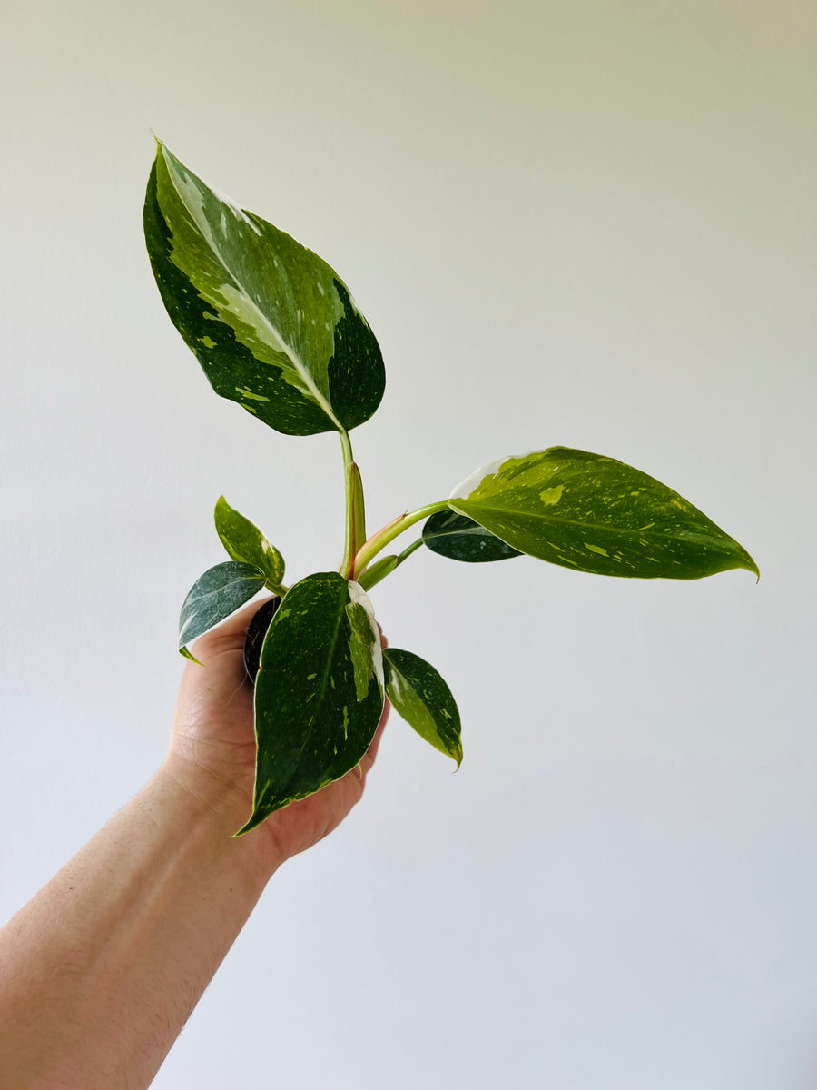 Philodendron White Princess - Medium Variegation - 3” Pot