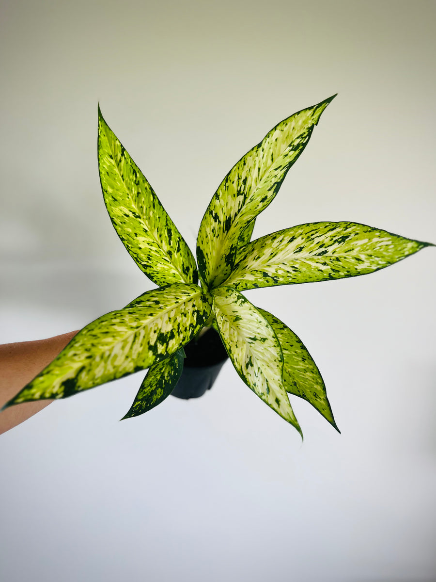 Dieffenbachia Starbright - 6