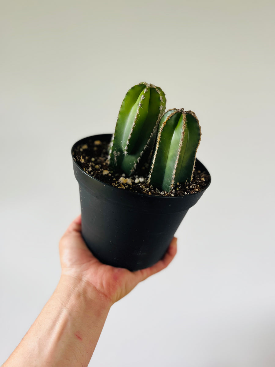 Mexican Fencepost Cactus - Lophocereus marginatus - 6