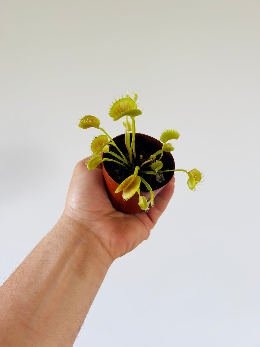 Venus Flytrap - Dionaea Muscipula 'King Henry'