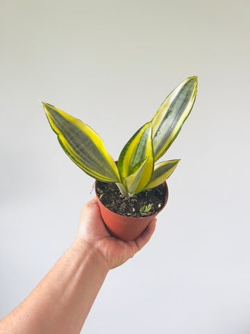 Gold Dust Sansevieria - Rare Snake Plant - 4