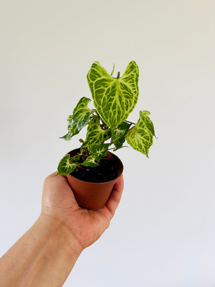 Syngonium Podophyllum 'Batik' - 3