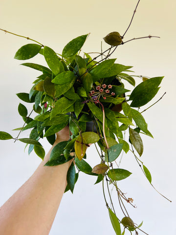 Hoya Gracillis - Full & Trailing - 6