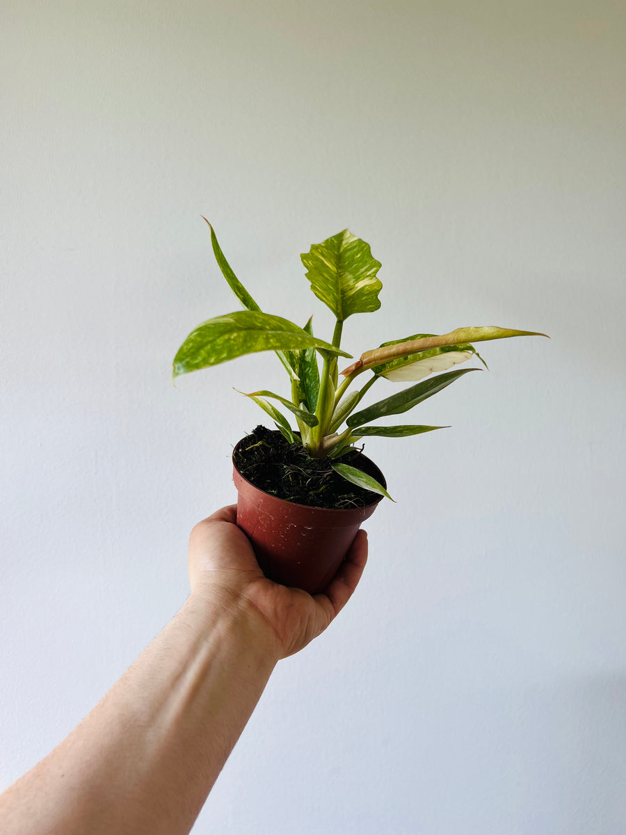 Philodendron Ring of Fire - High Variegation - 4