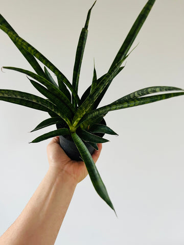 Sansevieria Galaxy - Rare Hybrid Snake Plant - 4