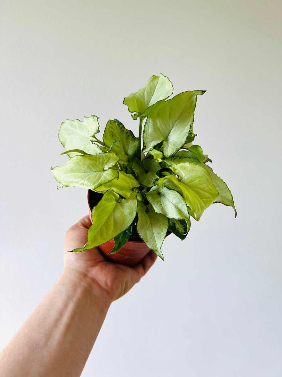 Syngonium Holly M - 4