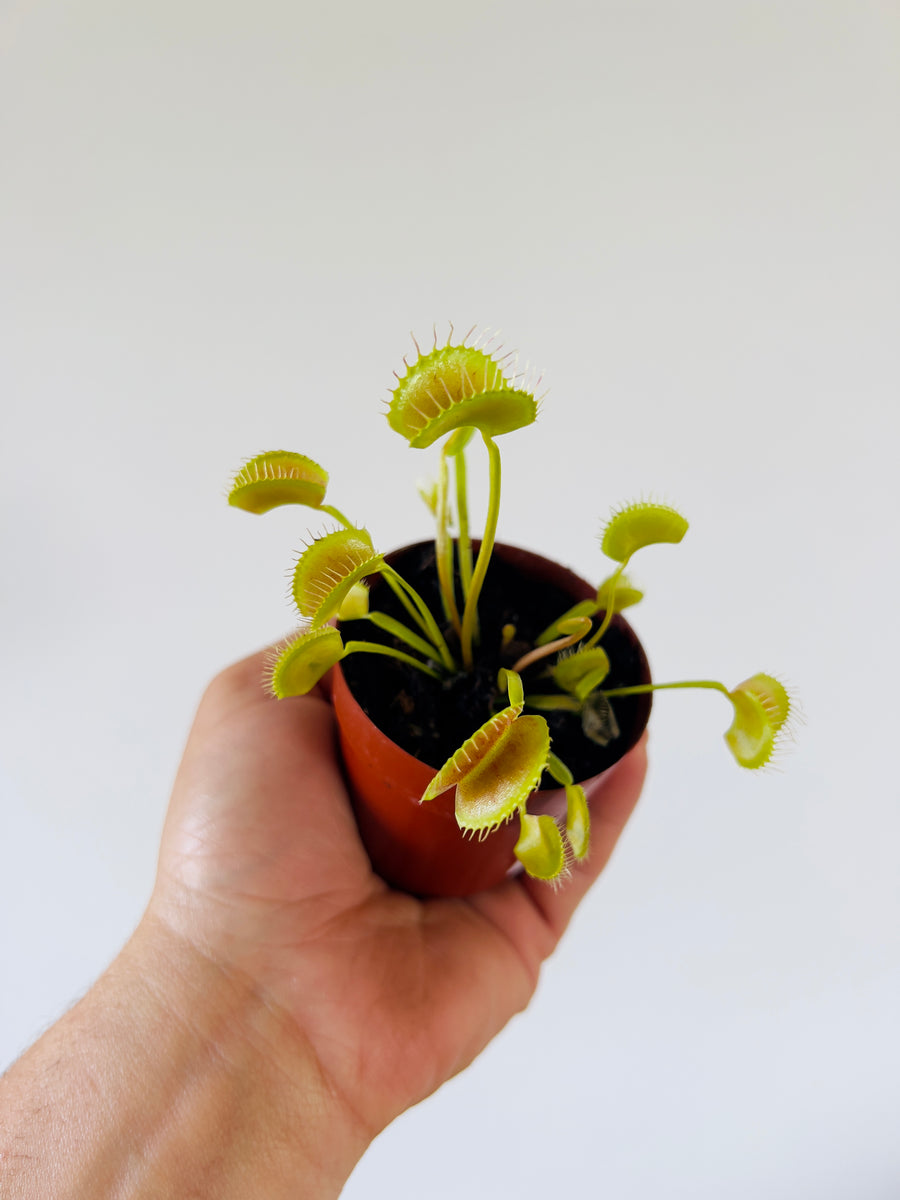 Venus Flytrap - Dionaea Muscipula 'King Henry'