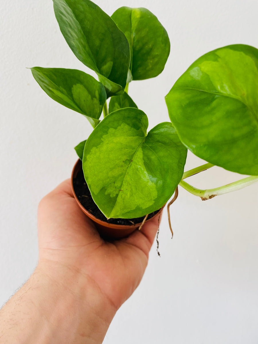 Pothos Global Green - Epipremnum Aureum ‘Global Green’ - 3