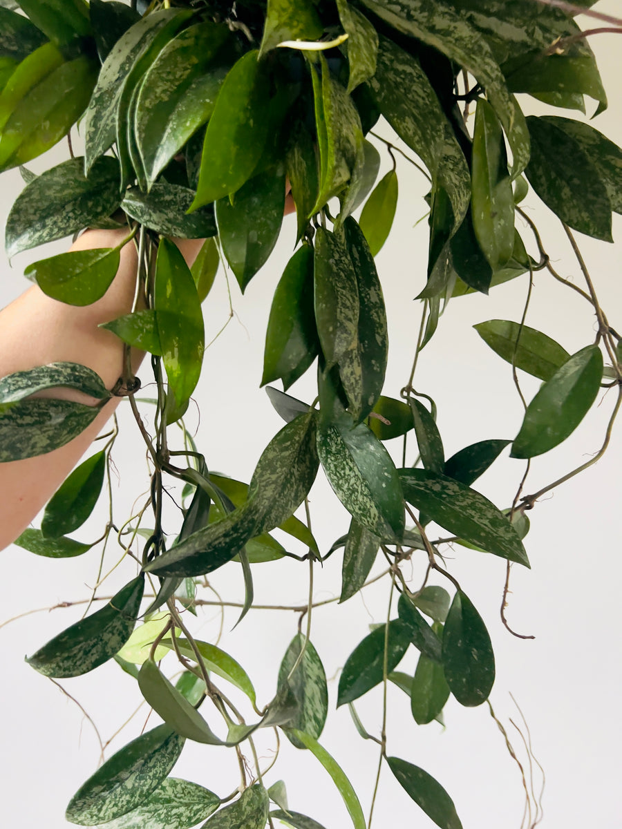 Hoya Pubicalyx - Full Heads & Beginning to Vine - Splashy Hoya - 8