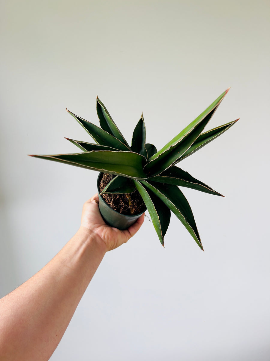 Samurai Sansevieria - Very Large - 4