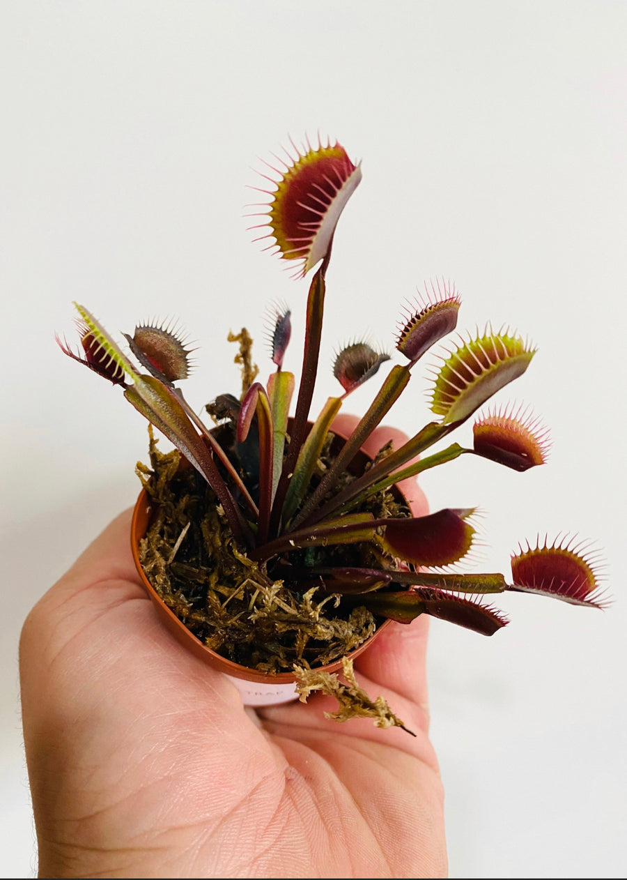 Venus Flytrap - Dionaea Muscipula 'Akai Ryu'