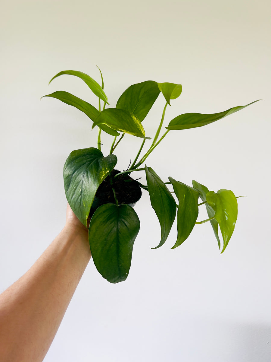 Epipremnum Pinnatum Aurea 'Yellow Flame' - Trailing - 4 Pot – Brumley &  Bloom