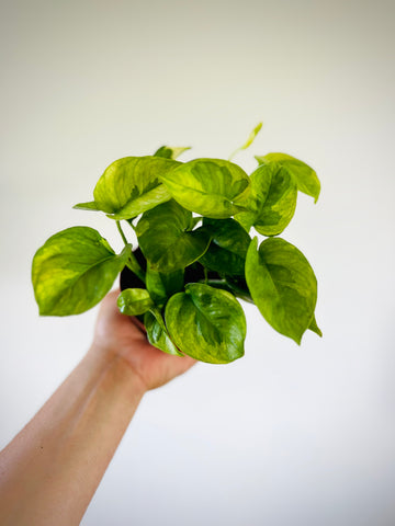 Pothos Lizard Queen - Mutant Pothos - New Epipremnum Sport - 4” Pot