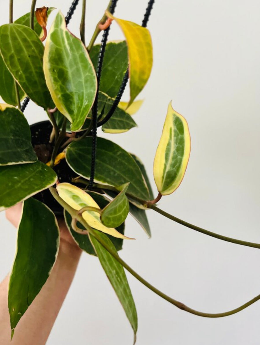 Hoya Latifolia - Outer Variegated - 6