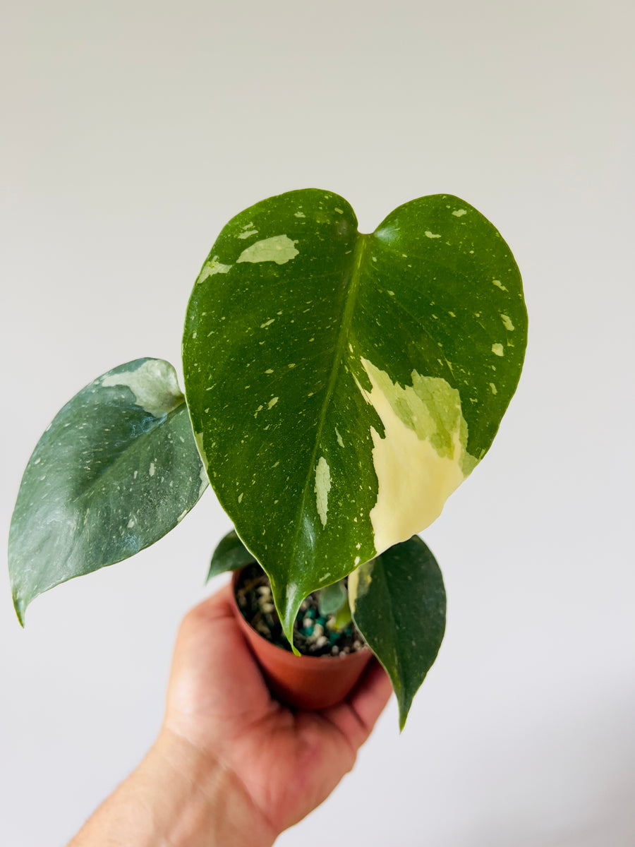 Monstera Thai Constellation - Medium Variegation - 3” Pots