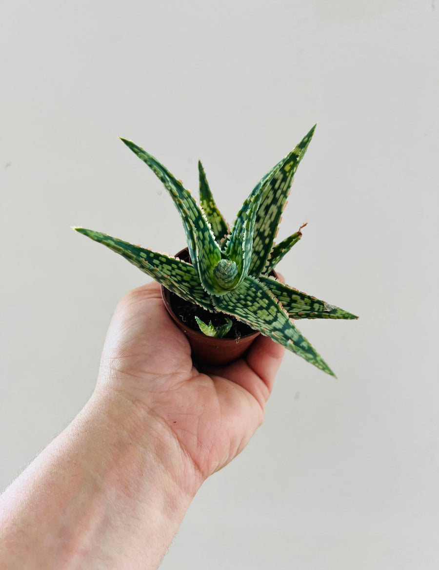 Aloe Strawberry Jam - Variegated Aloe Plant  - 2