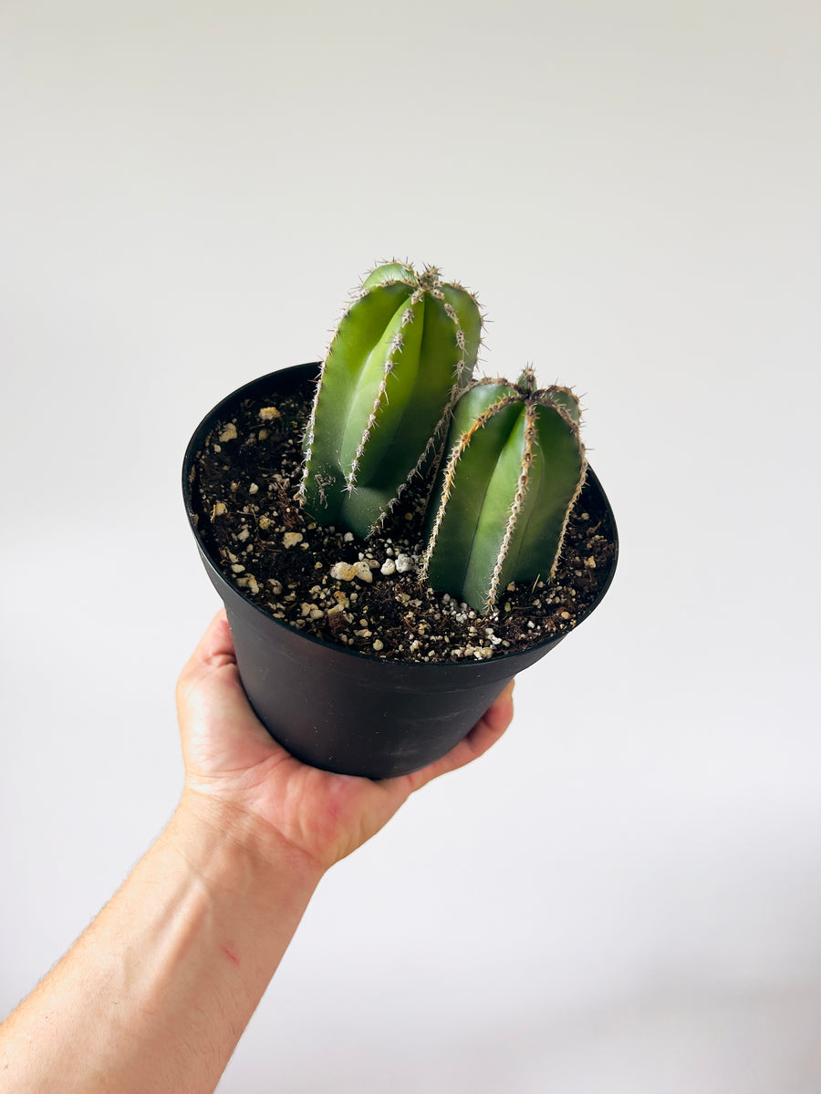 Mexican Fencepost Cactus - Lophocereus marginatus - 6