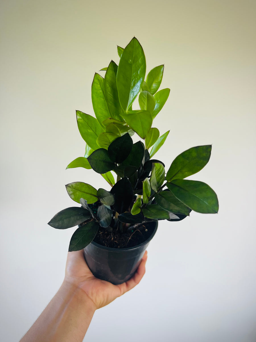 ebony zz plant ZZ 'Super Nova' - Black ZZ Collection