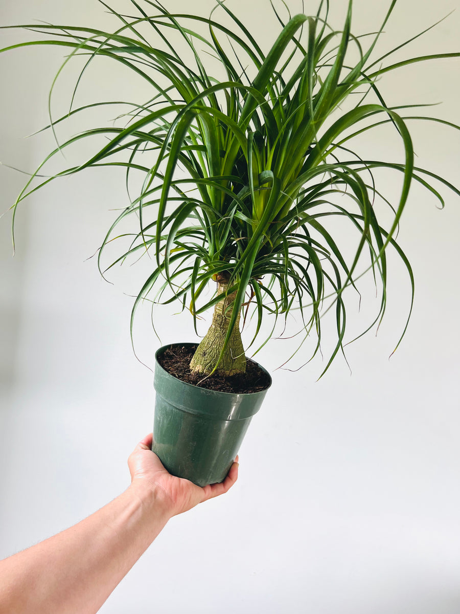 Ponytail Palm Stump - Beaucarnea Recurvata - 6