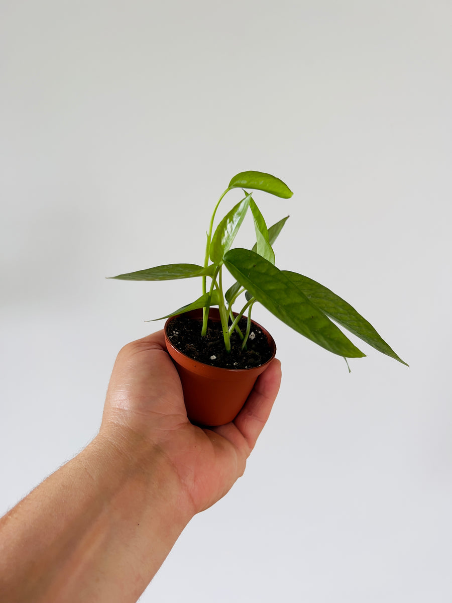 Cebu Blue Pothos - Epipremnum Pinnatum ‘Cebu Blue’ - 2