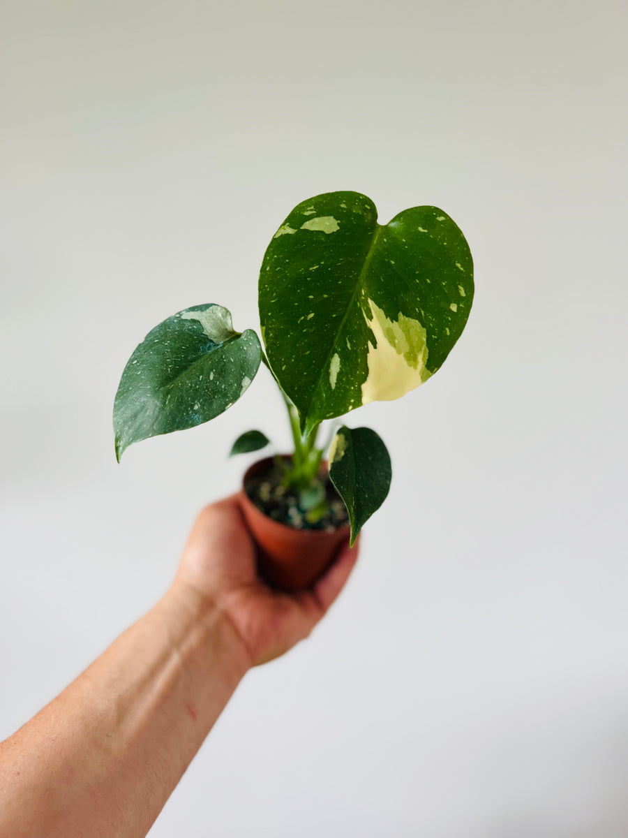 Monstera Thai Constellation - Medium Variegation - 3” Pots