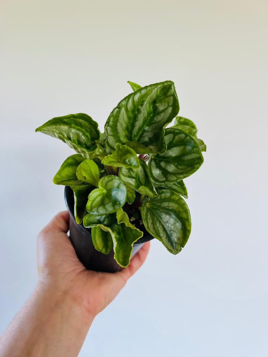 Peperomia Ecuador - 4