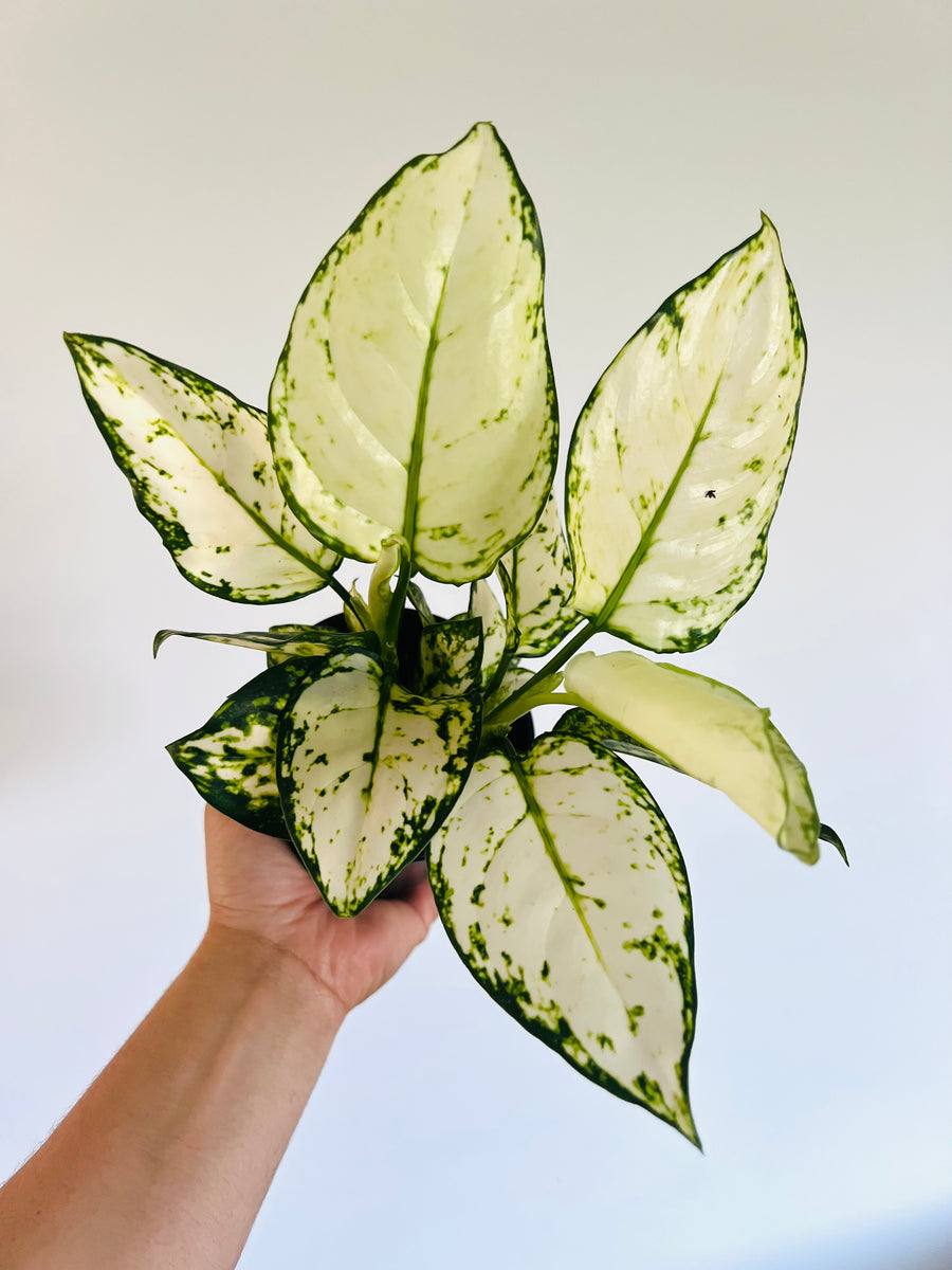Aglaonema Super White - 4