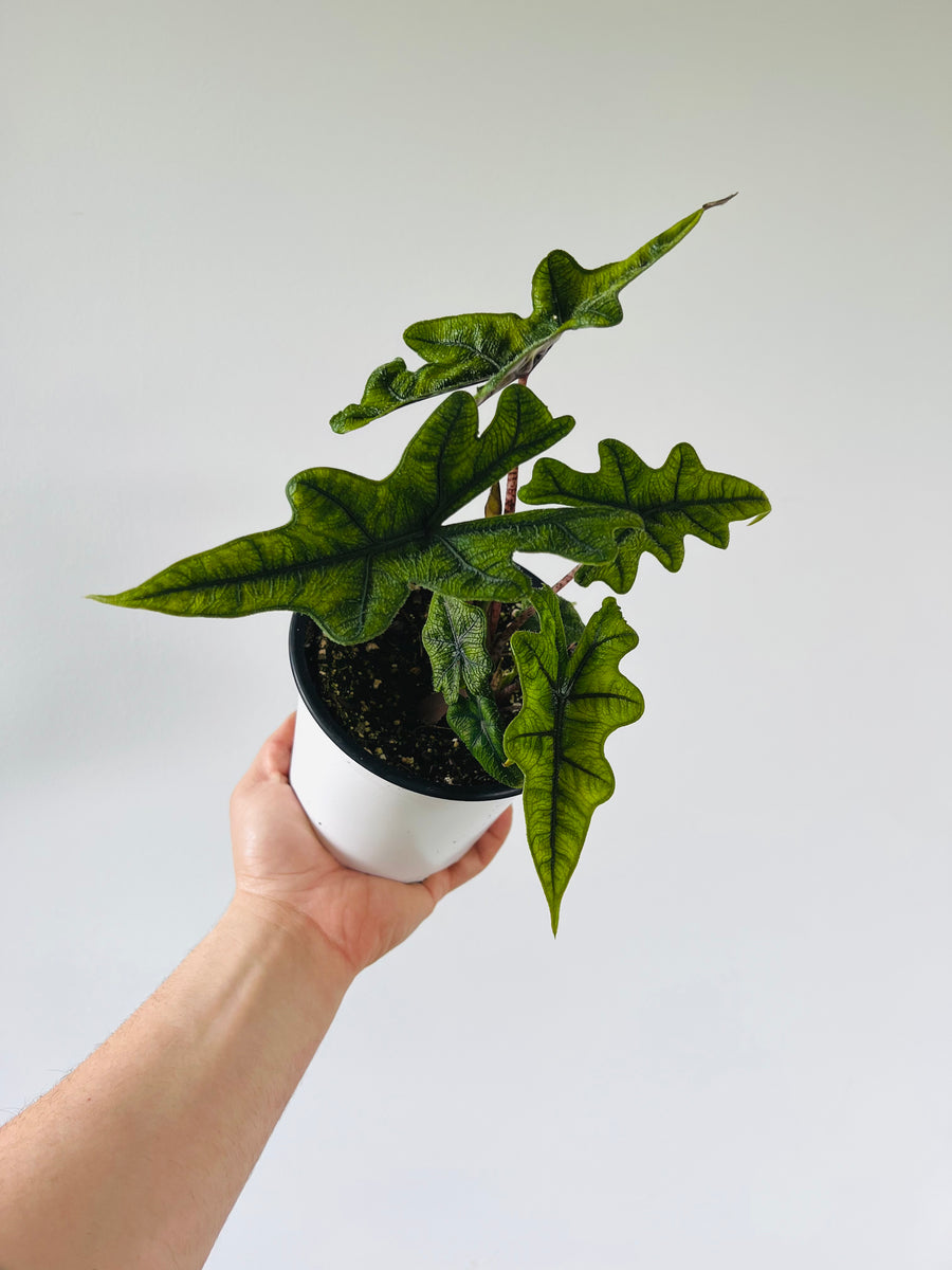 Alocasia Jacklyn - Rare Aroid - 6