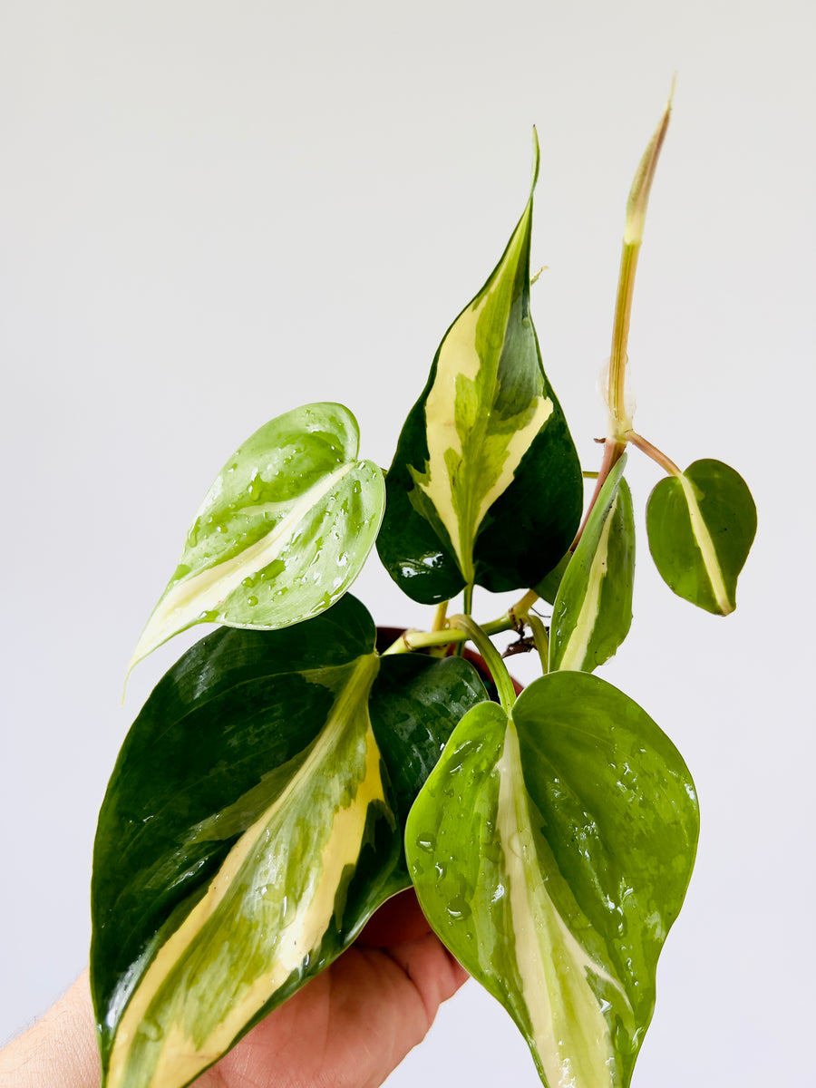 philodendron cream splash care Philodendron hederaceum 'Cream Splash'