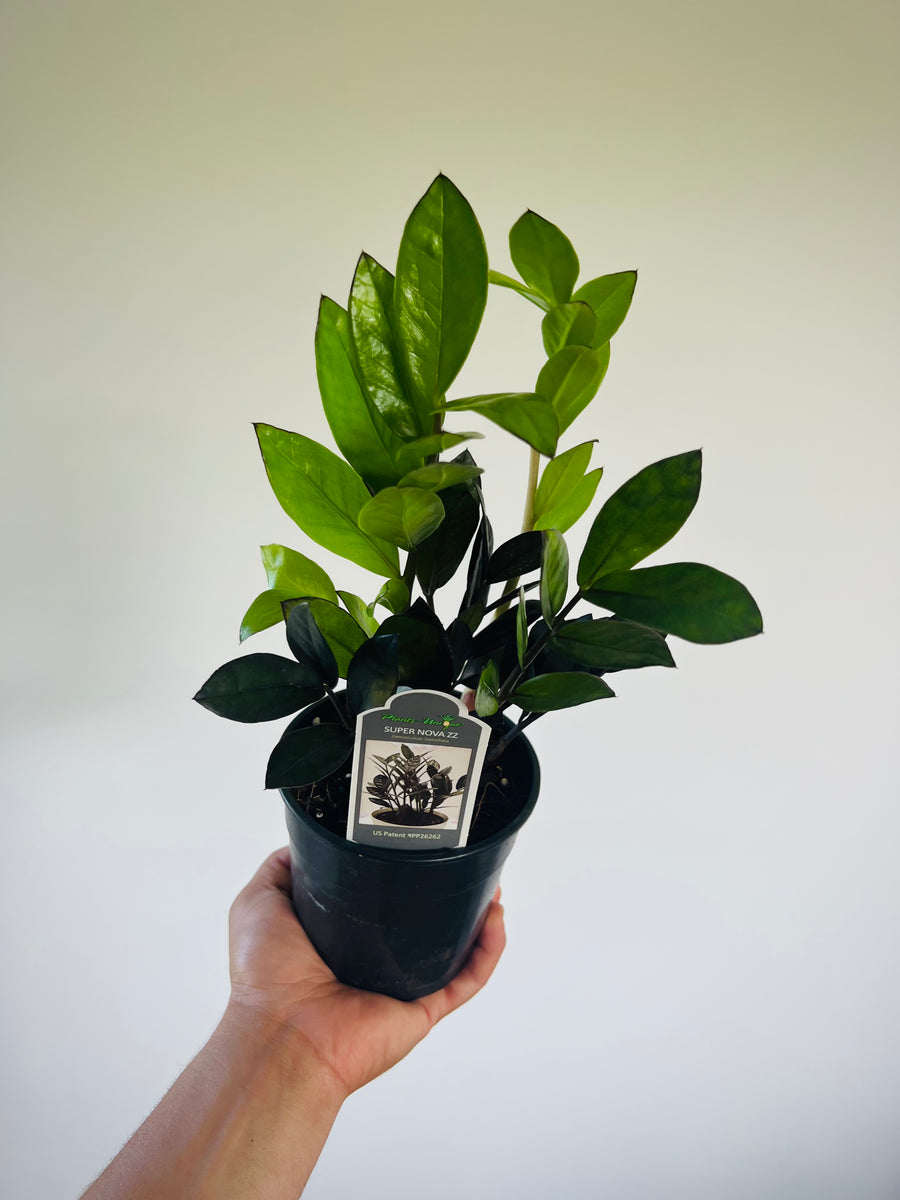 super nova zz plant care ZZ 'Super Nova' - Black ZZ Collection