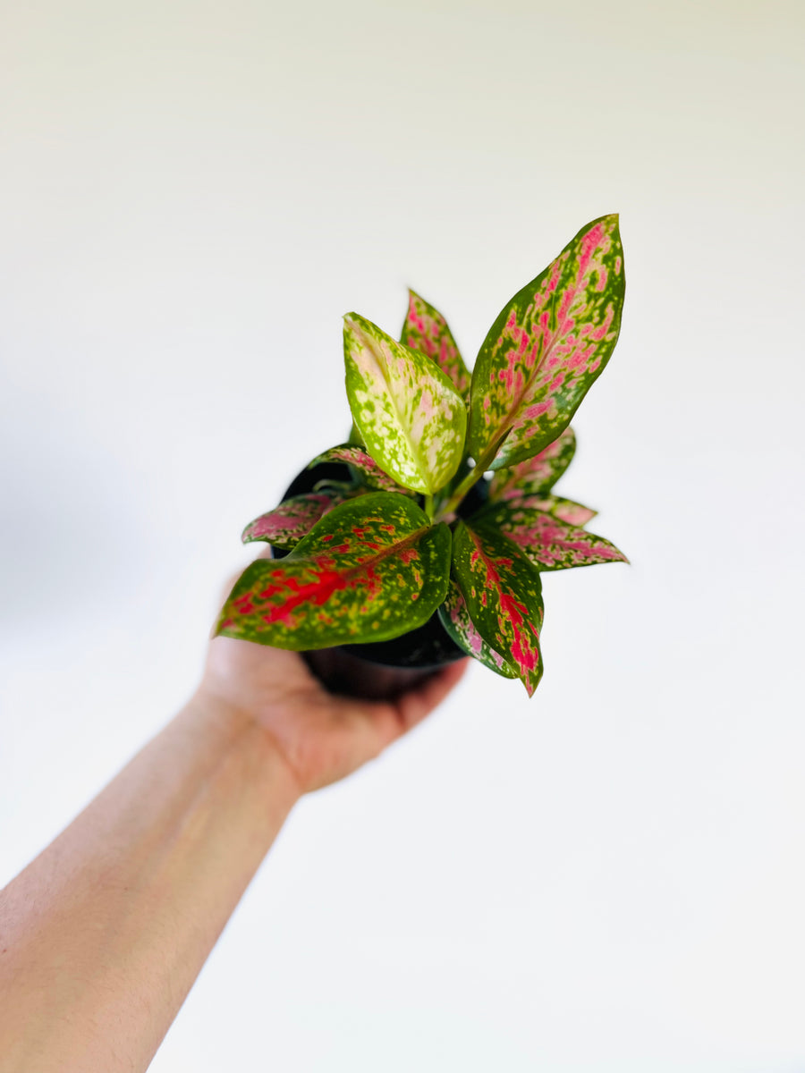 Aglaonema 'Valentine' - 4