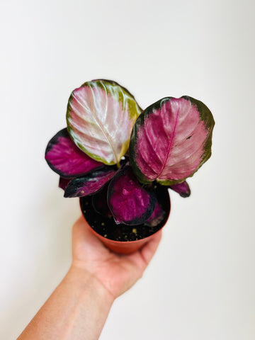 Calathea Black Heart - 4