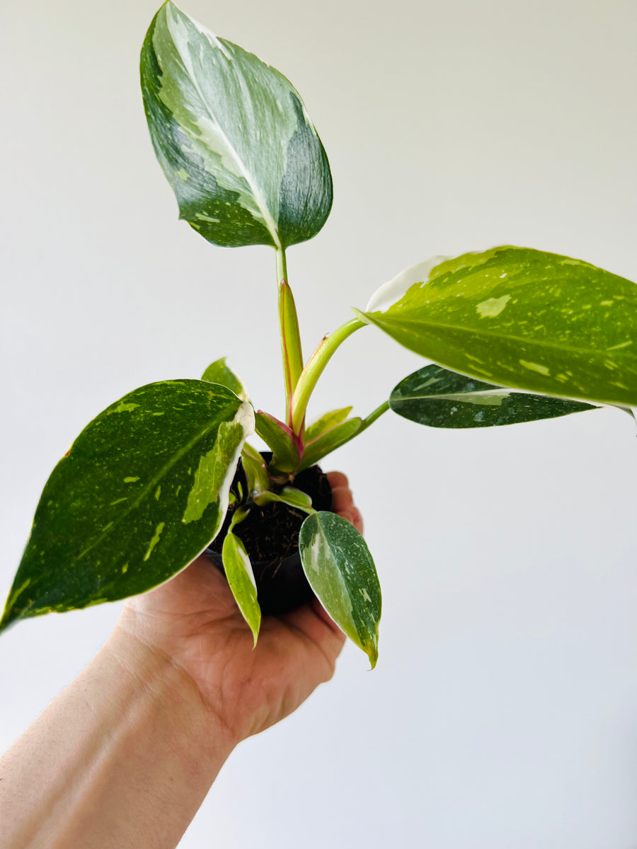 Philodendron White Princess - Medium Variegation - 3” Pot