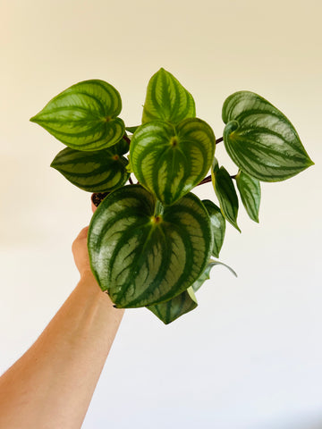 Peperomia Costa Rica - Heart Shaped Watermelon - 4